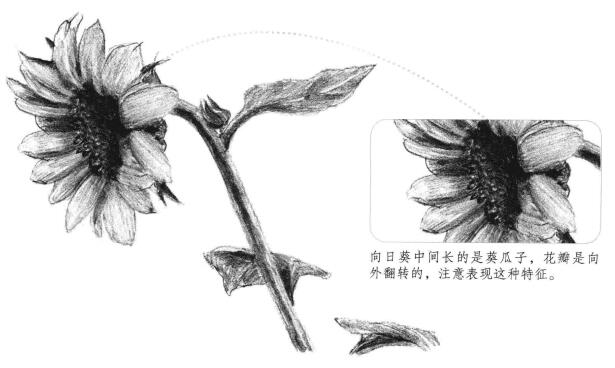 向日葵素描畫法