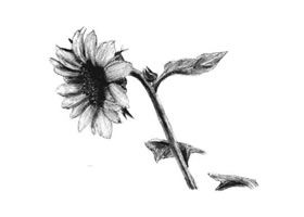 向日葵素描畫法