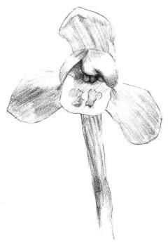 春蘭素描畫(huà)法步驟02