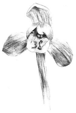 春蘭素描畫(huà)法步驟03