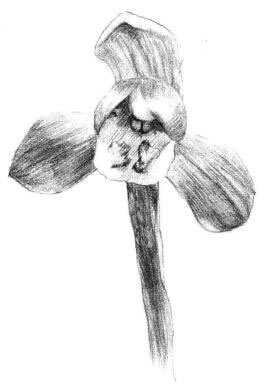 春蘭素描畫(huà)法步驟05