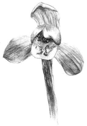 春蘭素描畫(huà)法步驟06