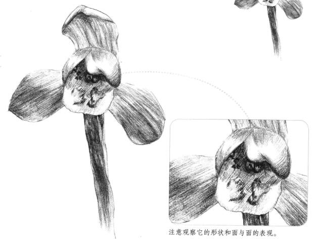 春蘭素描畫(huà)法