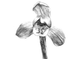 春蘭素描畫法