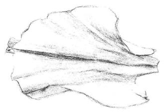 牡丹花瓣素描畫法步驟03