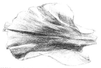 牡丹花瓣素描畫法步驟04