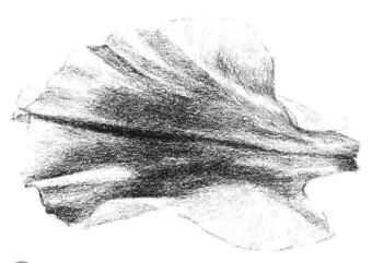 牡丹花瓣素描畫法步驟05