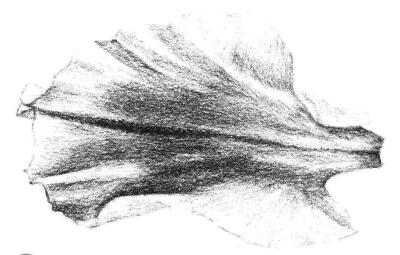 牡丹花瓣素描畫法步驟06