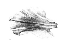 牡丹花瓣素描畫法