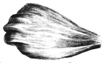 秋櫻花瓣素描畫法步驟05