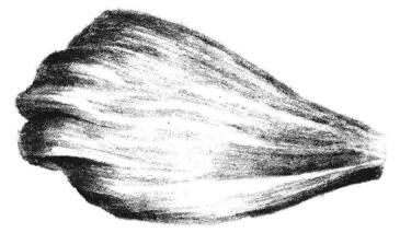 秋櫻花瓣素描畫法步驟06