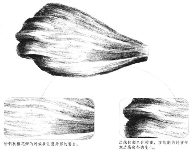 秋櫻花瓣素描畫法