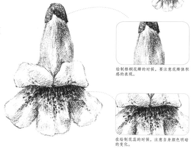 梧桐花瓣素描畫法