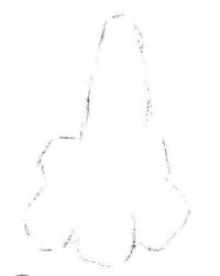 梧桐花瓣素描畫法步驟01