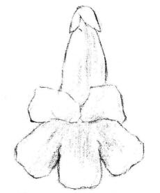 梧桐花瓣素描畫法步驟02