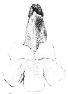 梧桐花瓣素描畫法步驟03