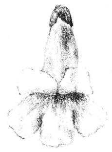 梧桐花瓣素描畫法步驟04