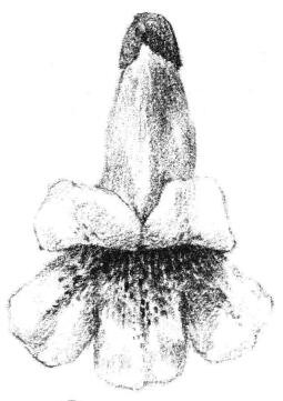 梧桐花瓣素描畫法步驟05