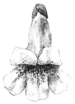 梧桐花瓣素描畫法步驟06