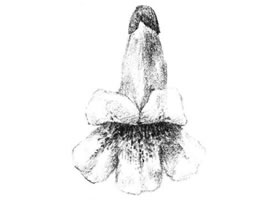 梧桐花瓣素描畫(huà)法