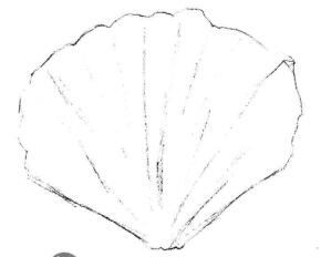 虞美人花瓣素描畫(huà)法步驟02