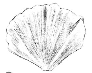 虞美人花瓣素描畫(huà)法步驟03