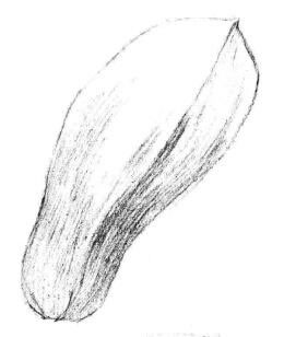 玉蘭花瓣素描畫法步驟02