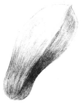 玉蘭花瓣素描畫法步驟04