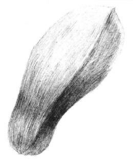 玉蘭花瓣素描畫法步驟05