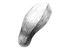 玉蘭花瓣素描畫法