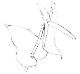 紅掌素描畫法步驟02