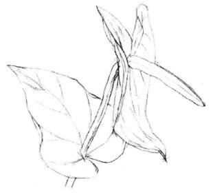 紅掌素描畫法步驟03