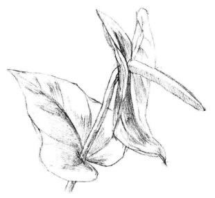 紅掌素描畫法步驟04