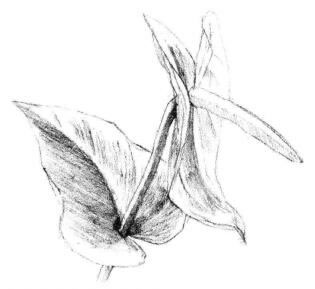 紅掌素描畫法步驟05