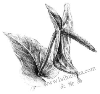 紅掌素描畫法步驟06
