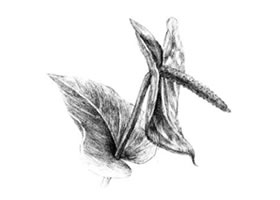 紅掌素描畫法