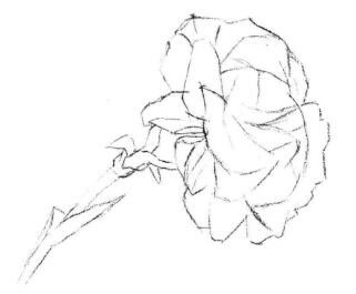 康乃馨素描畫法步驟02