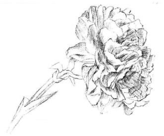 康乃馨素描畫法步驟03
