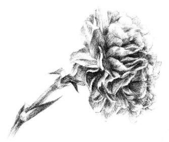 康乃馨素描畫法步驟05