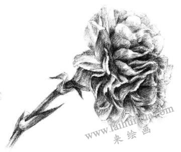康乃馨素描畫法步驟06