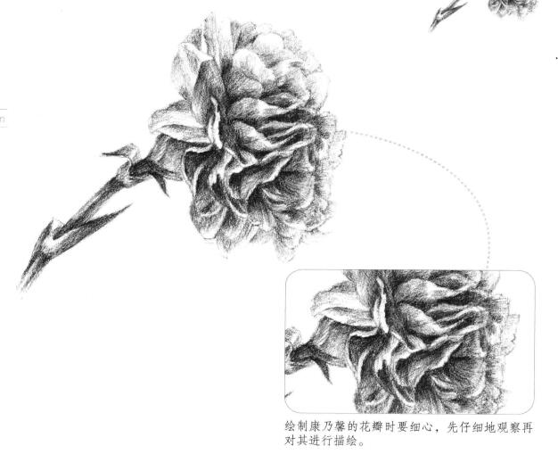 康乃馨素描畫法