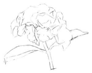 綠繡球素描畫(huà)法步驟02