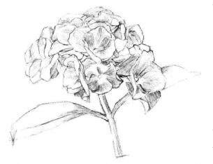 綠繡球素描畫(huà)法步驟03