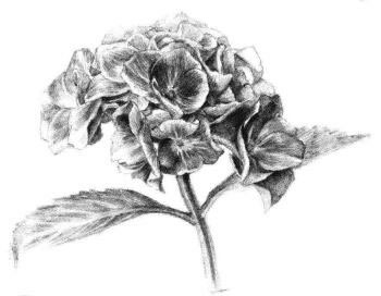 綠繡球素描畫(huà)法步驟05