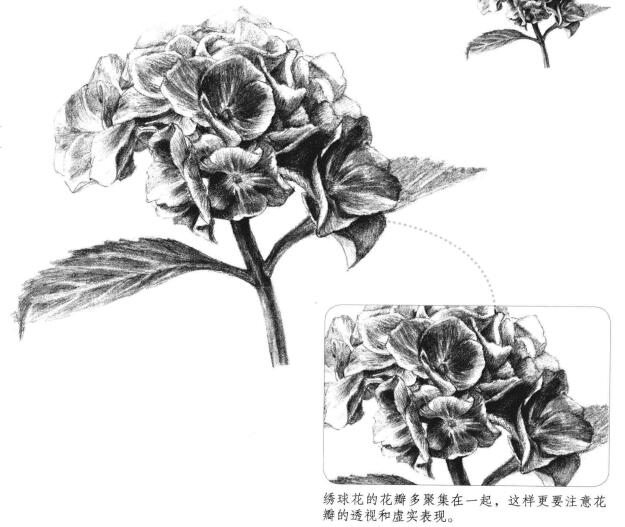 綠繡球素描畫(huà)法