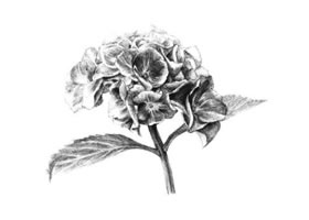 綠繡球素描畫法