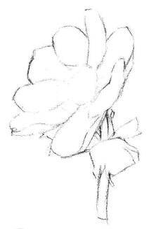 銀蓮花素描畫法步驟02