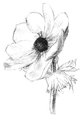 銀蓮花素描畫法步驟04