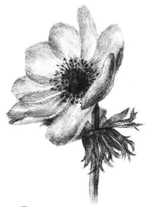 銀蓮花素描畫法步驟05