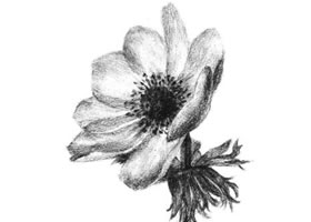 銀蓮花素描畫法